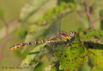 Dromogomphus spoliatus, female